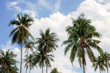 Coconut tree at sunlight.