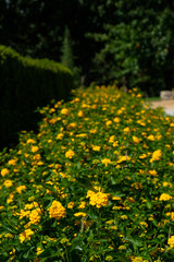 Fototapeta premium Yellow Flowers