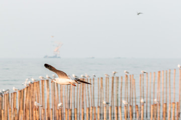 seagull in flight