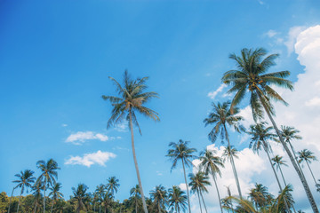 Fototapeta na wymiar Coconut tree with sky at sea.