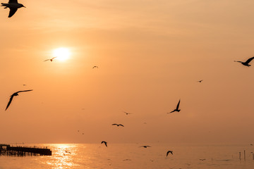 birds flying in the sky