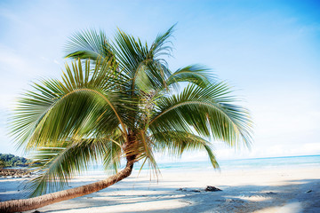Coconut tree on sand beach.