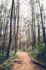 in the jungle travel Evening forest