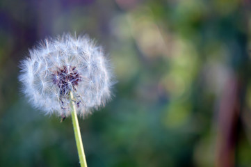 White dandelion on a green background - 243230177