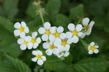 Blooming strawberry - 243230189