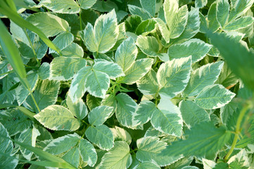 Green leaves with a white border - 243230199