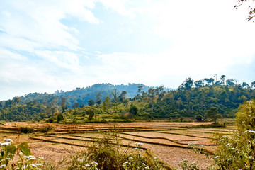 paddy fields , thailand