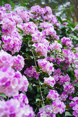 Obraz premium Garlics vine flowers in bloom