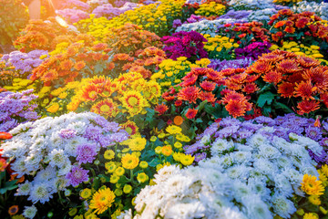 Naklejka na ściany i meble Chrysanthemum morifolium Ramat flowers. colorful of flower background