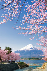 Fuji Mountain en Pink Sakura-takken bij Kawaguchiko Lake in het voorjaar, Japan