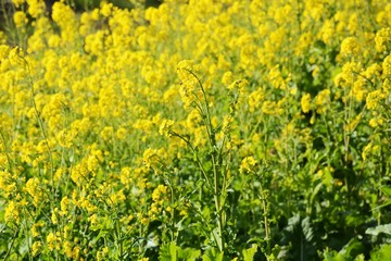 Obraz premium Rape blossoms season has come