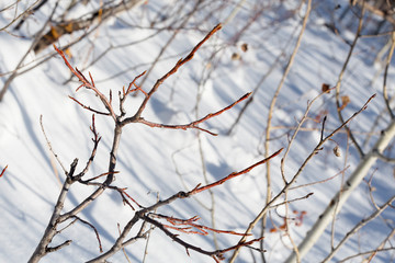 Branches in the snow