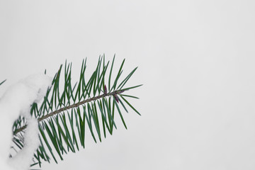 Pine needles in the snow