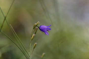 Campanula patula or spreading bellflower