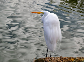 A Giant White Egret on the Shore