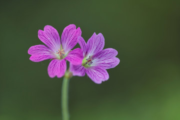 Geranium pratense, the meadow crane's-bill or meadow geranium