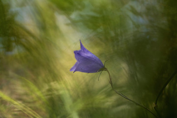 Campanula patula or spreading bellflower