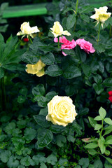 Beautiful yellow and pink roses with rain water drops on leaves and petals in the garden. Spring and summer nature vintage background in daylight outdoors