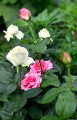 Beautiful white and pink roses with water drops after the rain. Spring and summer nature vintage background in daylight outdoors
