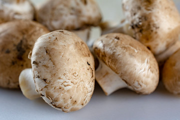 Group of mushrooms up close.  White foreground.