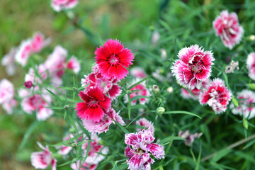 Close up with beautiful pink and red carnation flowers in the garden. Spring and summer nature vintage background in daylight outdoors