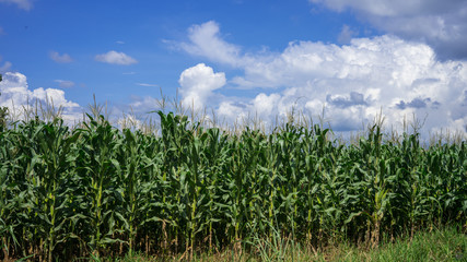 Full-growth maize plants 