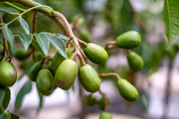 Brazilian caja plant