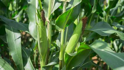 Full-growth maize plants 