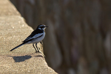 pied wagtail on stone surface 