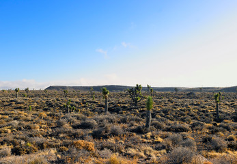 Joshua trees landscape photograph with copy space.