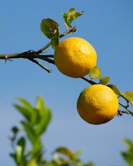 Close-up of lemon growing on tree
