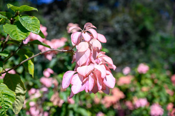 pink flower close up 