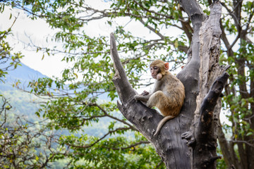 photo of monkey on the branch