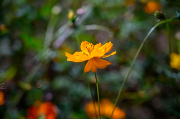 yellow comos flower close up