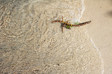 Abstract scene of a wet twig on beach sand on a lake shore