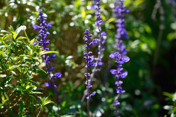 purple flower in the garden