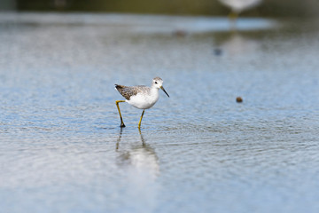 コアオアシシギ(Marsh Sandpiper)