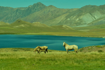 Obraz premium Caballos y su cría en los andes