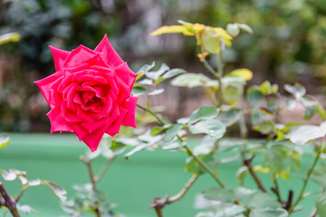 closeup photo of beautiful rose