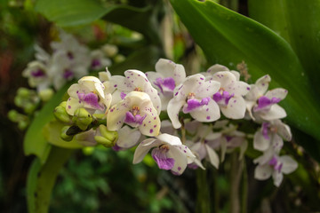 Beautiful flowers named Rhynchostylis gigantea one of orchid in the park within Ratchaburi province of Thailand