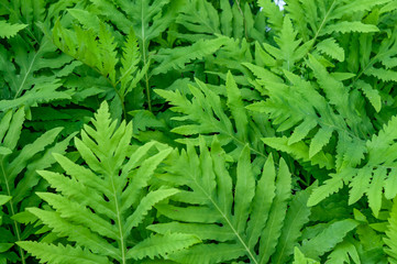 green fern leaf background