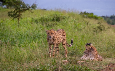Two cheetahs play in the green grass of the African wilderness image with copy space in landscape...