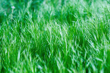 Green grass, texture. Spring and summer background. Element of design.