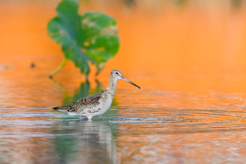 オグロシギ(Black-tailed Godwit)