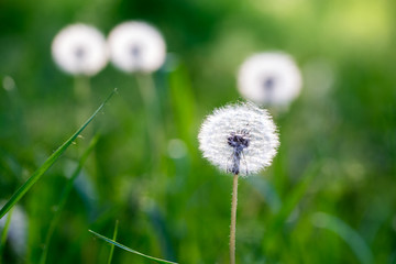 Green grass, texture. Spring and summer background. Element of design.