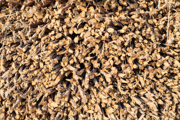 Dried wooden sticks texture
