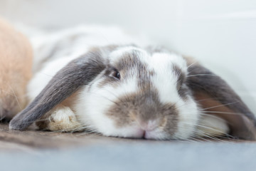 Rabbit with brown and white Lovely lying on the floor. Split on a white background.