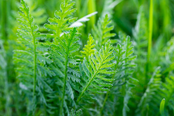 Green grass, texture. Spring and summer background. Element of design.