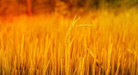 Golden Color Rice field background