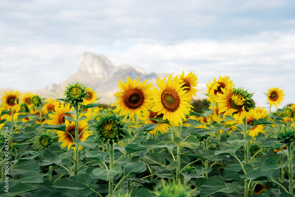 Wall mural sunflower with beautiful on hill.